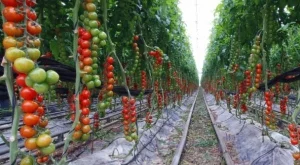 2012/10/08/0934814001380573419