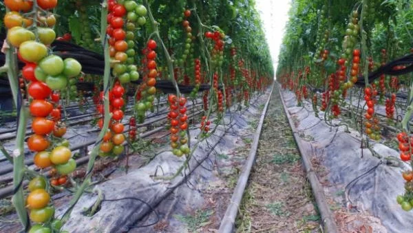 Нови мерки в подкрепа на растениевъдството и животновъдството