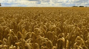 ООН: Задава се хранителна криза през 2013 г.