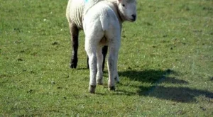 Повече пари за животновъдство и отглеждане на зеленчуци