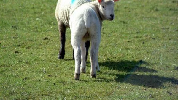 Повече пари за животновъдство и отглеждане на зеленчуци