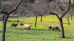 ОЛАФ води 42 разследвания срещу България