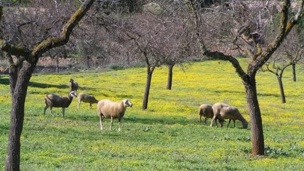 ОЛАФ води 42 разследвания срещу България