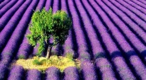 2012/10/27/0971313001380572394