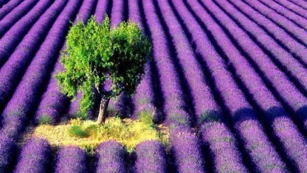 България: Страната на лавандулата