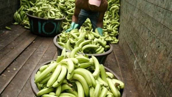 Бананите ще спасят човечеството