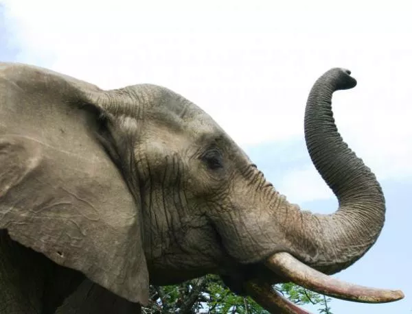Слонове измират масово от инцидентни електрошокове