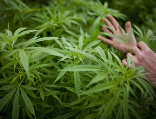 Италианската полиция конфискува 3 тона марихуана