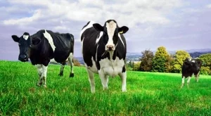 2012/11/24/0541968001380570972