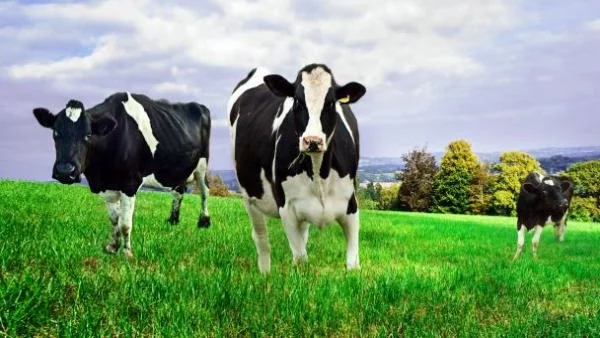 Фермерски протест стягат в Брюксел