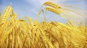 2012/11/28/0393634001380570780