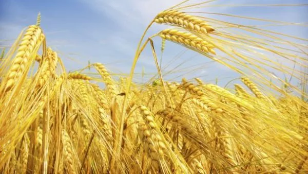 Съвременното жито съдържа опиати? (видео)