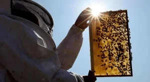 Субсидиите за пчеларство не стигат - отново