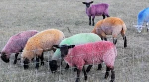 ГМО във фуражите - поредната законодателна драма