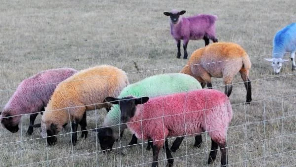 ГМО във фуражите - поредната законодателна драма