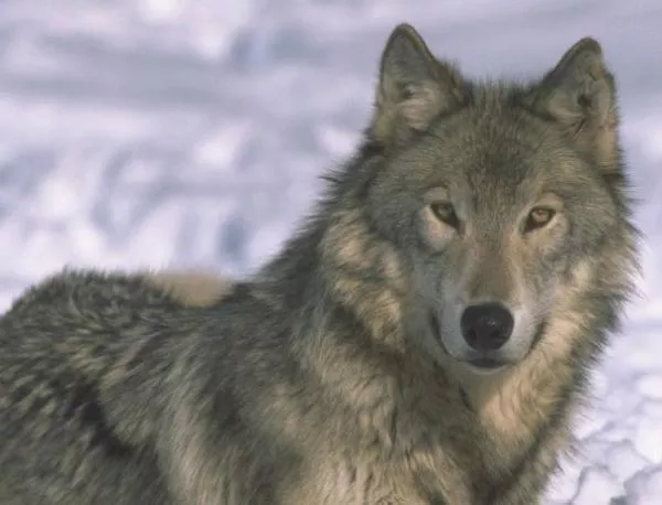 Вълци нападнат свищовски села