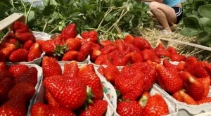 Българите на Острова сменят фермите с ресторанти