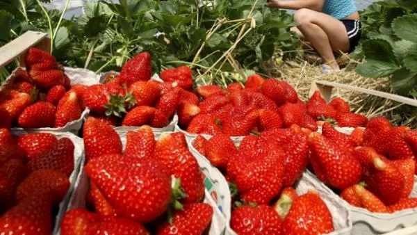 Българите на Острова сменят фермите с ресторанти