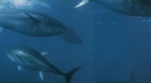 1,8 млн. долара брои японец за улов от риба тон