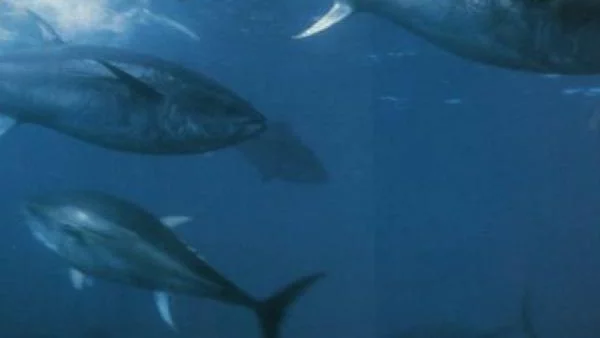 1,8 млн. долара брои японец за улов от риба тон