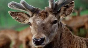 Застрахователи предупреждават за риска от ловни инциденти