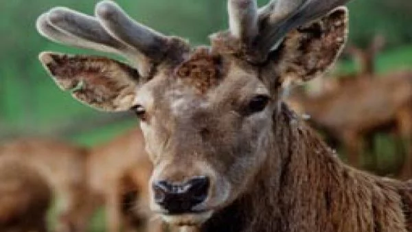 Застрахователи предупреждават за риска от ловни инциденти