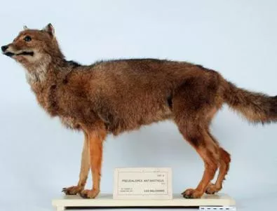 Разгадаха мистерията на фолкландския вълк 