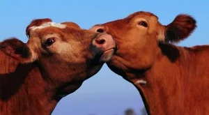 2013/03/13/0963935001380566125