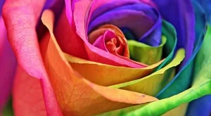Направи си сама: рози с цветовете на дъгата