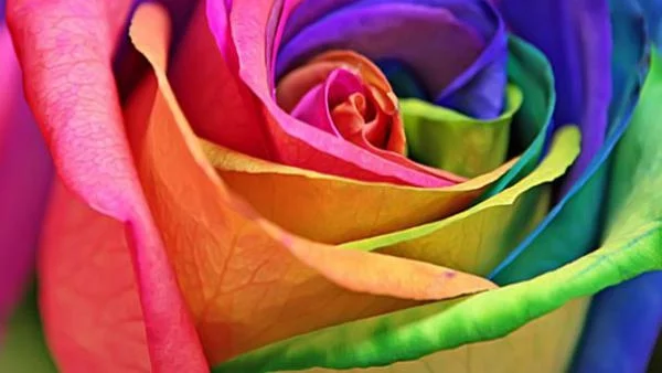 Направи си сама: рози с цветовете на дъгата