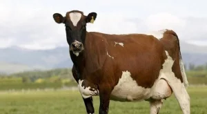 Животновъдите тръгват на протест заради отменената Наредба за млякото и млечните продукти