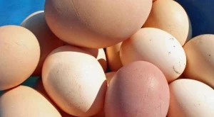 Изплащат субсидиите на производителите на яйца по-рано