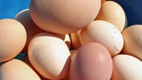 Изплащат субсидиите на производителите на яйца по-рано
