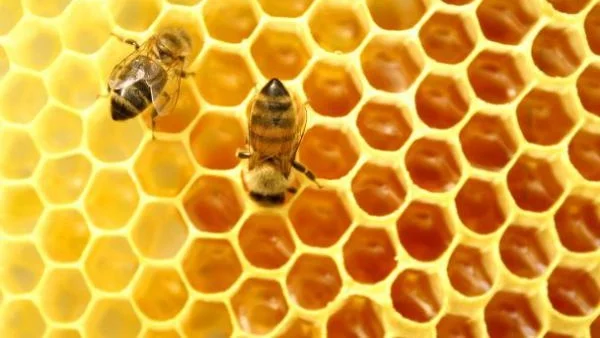 Бъдещето на пчеларството