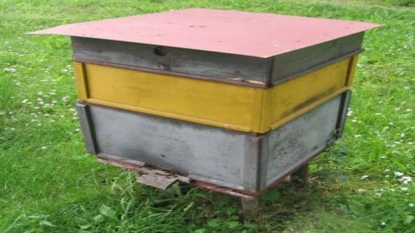 Над 31% от пчелите в САЩ измрели през изминалата зима