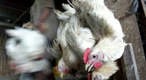 Китай дал над $65 млрд за епидемия от птичи грип