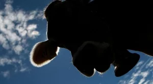 В Зимбабве дават кредит срещу крава