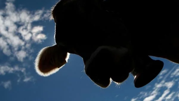 В Зимбабве дават кредит срещу крава