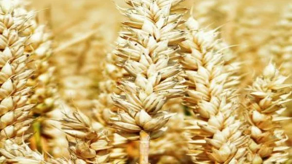 Държавният резерв разпродава житото 