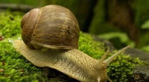 Французите ядат около 90% източноевропейски охлюви