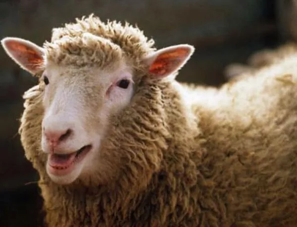 Резултат с изображение за „клониране на овца.“