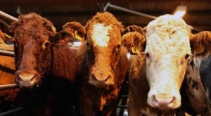 2013/07/09/0386877001380559919