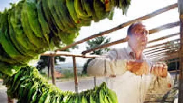 Земеделското ведомство вече има работещ консултативен съвет по тютюна