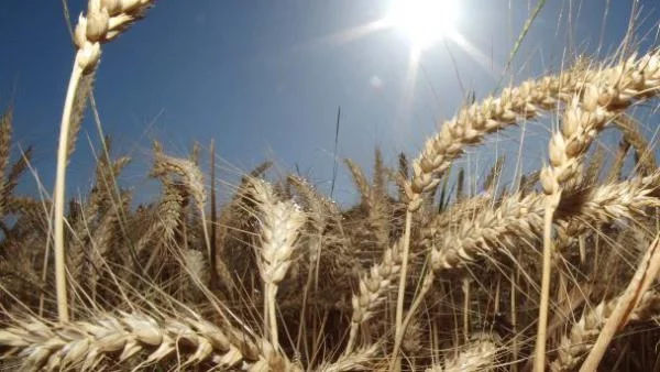 Възможна е стагнация при рентите и пазара на земя