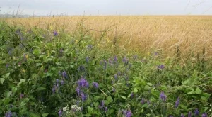 2013/08/09/0198609001380558181