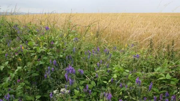 Сделките на пазара на земя вървят надолу