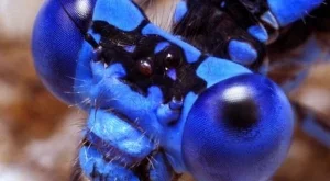 Изобретиха изкуствени очи на насекоми, които пазят от злополуки