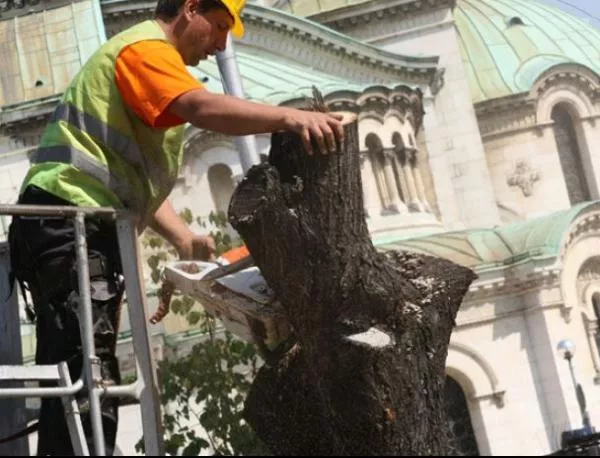 Премахват опасни дървета в София