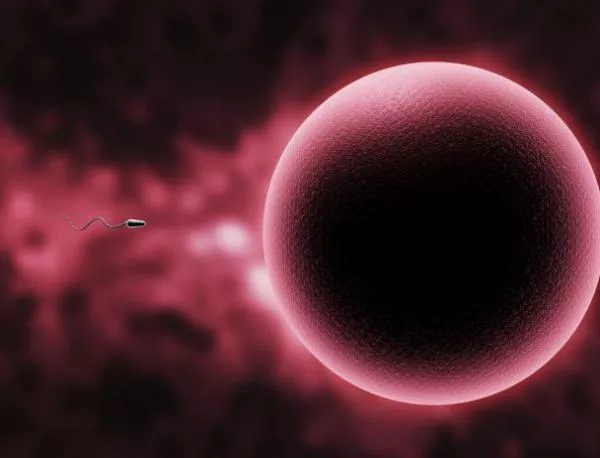 Жените ще произвеждат сперматозоиди, а мъжете - яйцеклетки