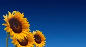 Производителите на слънчоглед отчитат лоша реколта през 2013